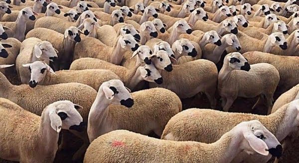 المغرب يحظر ذبح إناث المواشي حتى نهاية مارس 2026 