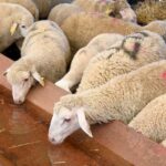 المغرب يحظر ذبح إناث المواشي حتى نهاية مارس 2026