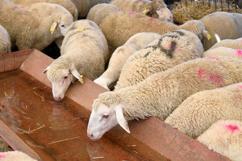 المغرب يحظر ذبح إناث المواشي حتى نهاية مارس 2026