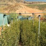 إندرايف تساهم في زراعة 51,769 شجرة في جميع أنحاء المغرب لدعم الاستدامة البيئية