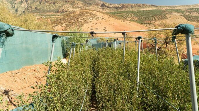 إندرايف تساهم في زراعة 51,769 شجرة في جميع أنحاء المغرب لدعم الاستدامة البيئية