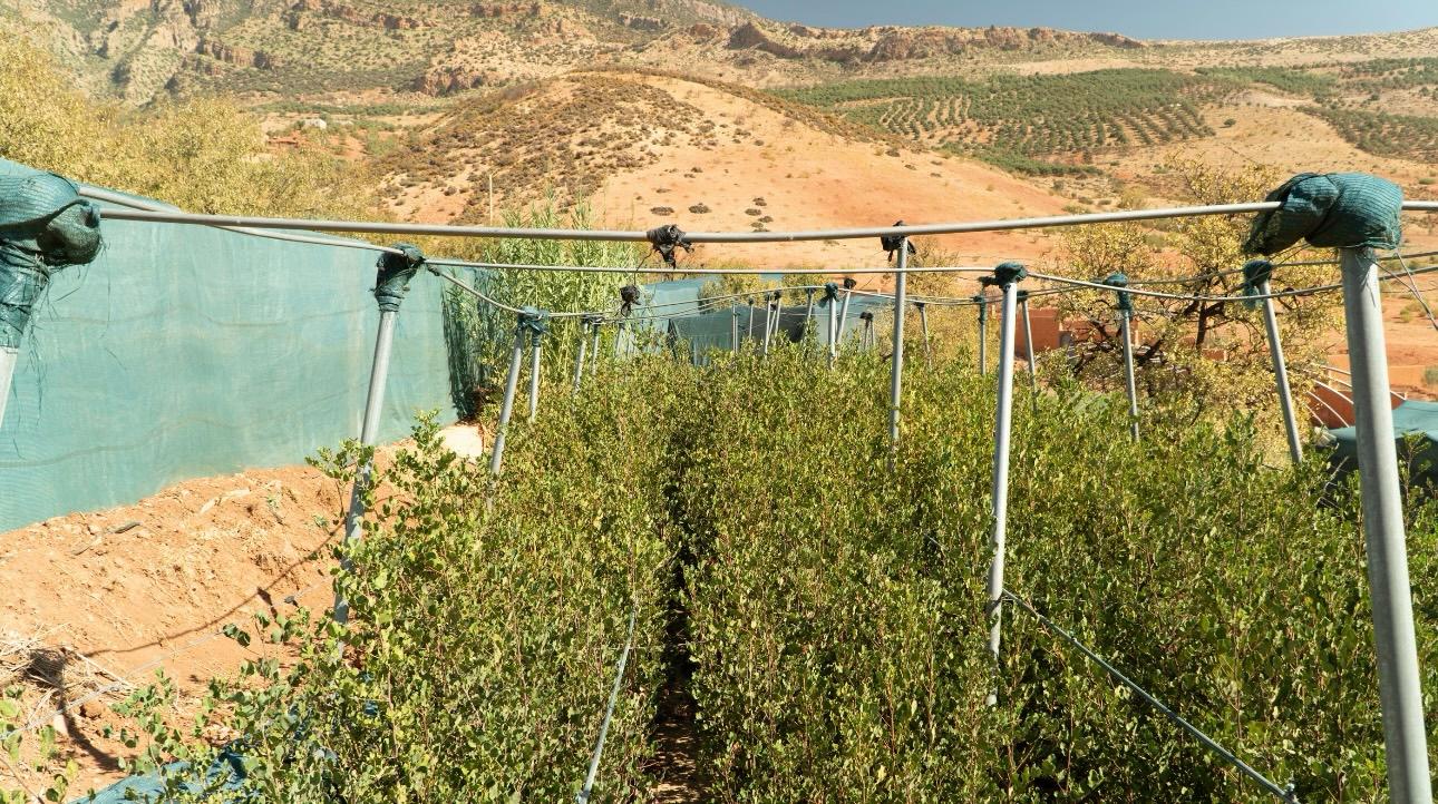 إندرايف تساهم في زراعة 51,769 شجرة في جميع أنحاء المغرب لدعم الاستدامة البيئية