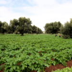 الصويرة: التساقطات المطرية تعيد الحياة لشجر الأركان والزيتون وزراعة الخضروات