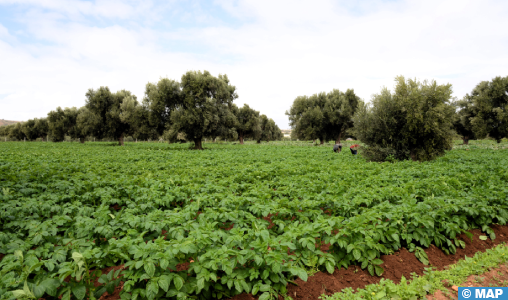 الصويرة: التساقطات المطرية تعيد الحياة لشجر الأركان والزيتون وزراعة الخضروات