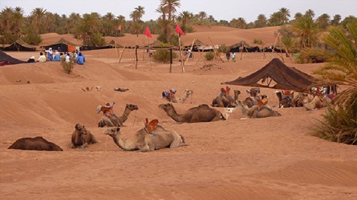 الدورة العشرون للمهرجان الدولي للرحل من 10 إلى 13 أبريل المقبل بمحاميد الغزلان