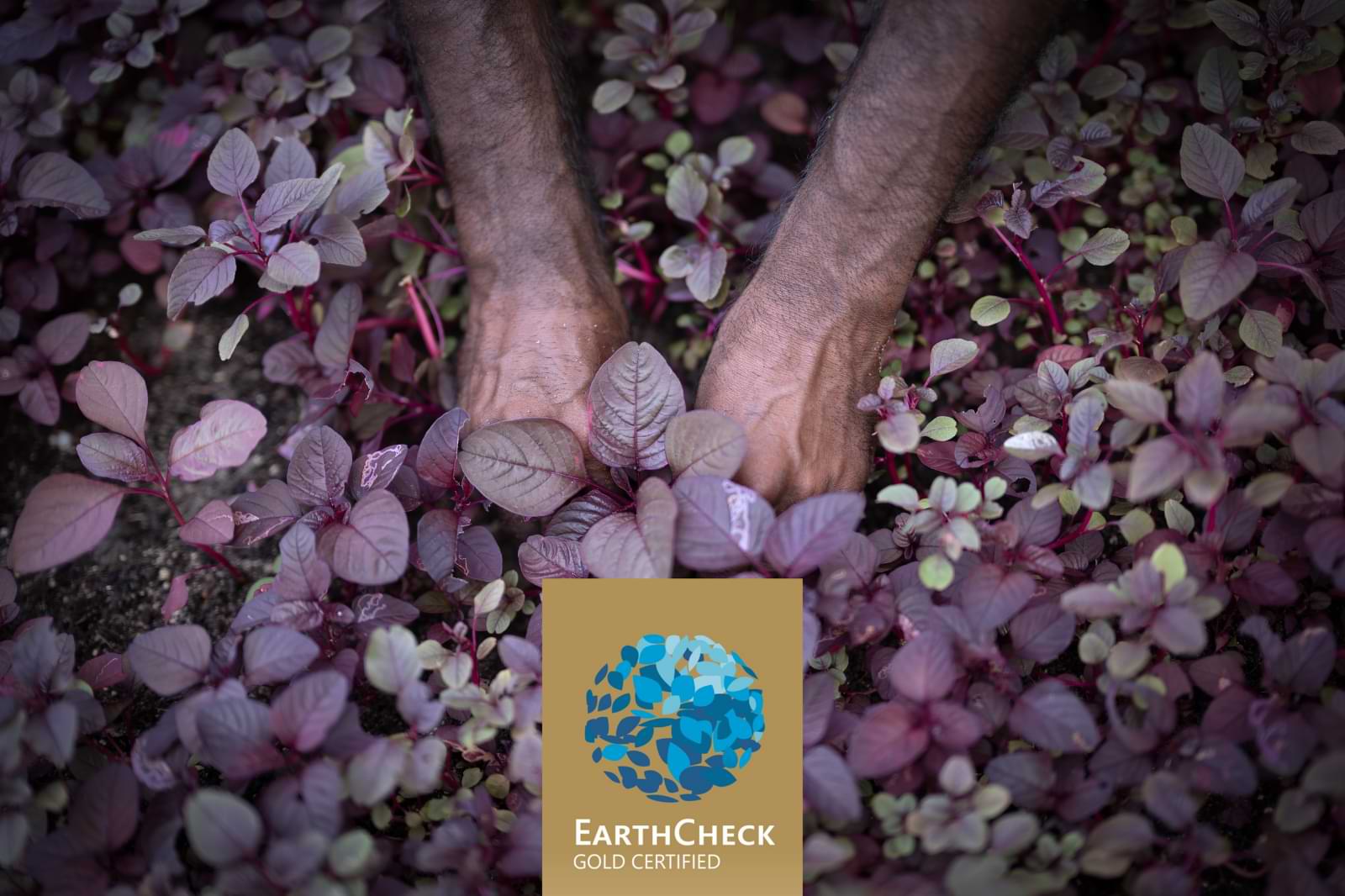 بعد حصوله على الجائزة الذهبية للسياحة المستدامة منتجع مازاغان يضع عينه على شهادة PLATINUM