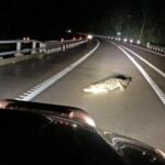 تمساح ضخم يتجوّل في قلب مدينة سياحية بتكساس