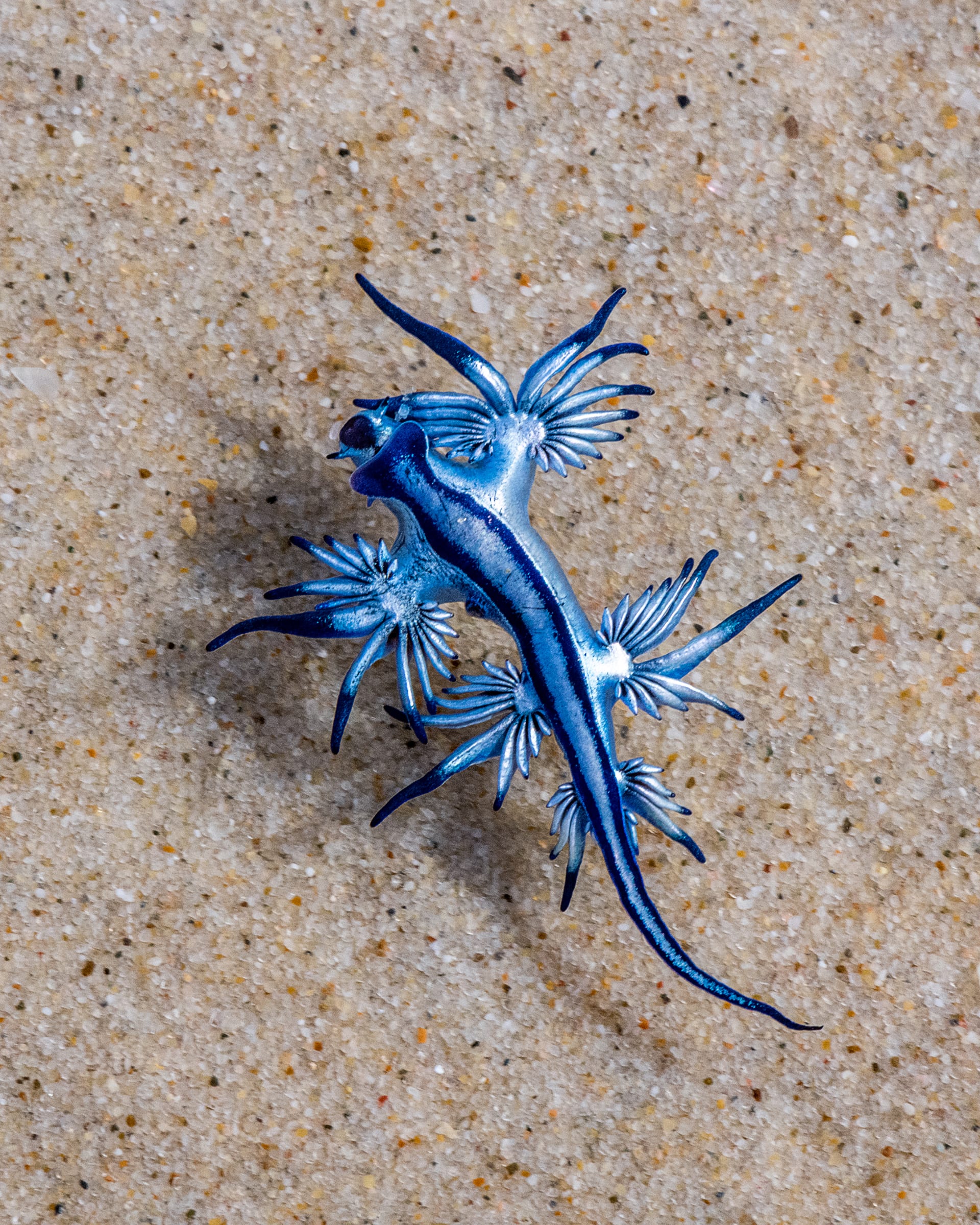 كائن بحري يشبه الكائنات الأسطورية يدفع السلطات الإسبانية لإغلاق شواطئ جنوب البلاد