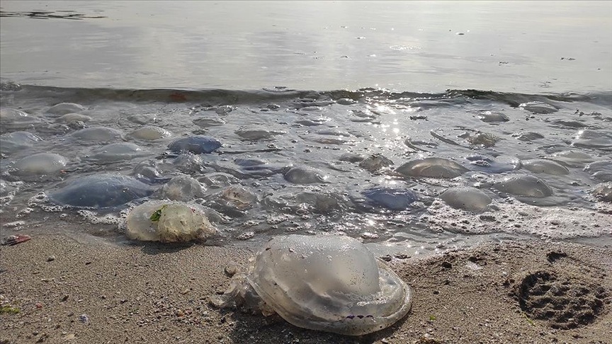قناديل البحر تغزو الشواطئ الشمالية للمغرب..وشاطئ مرقالة بطنجة من بينها