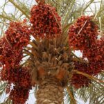 تافيلالت تشهد انطلاقة قوية لموسم التمور مع إنتاج مرتقب يتجاوز 100 ألف طن