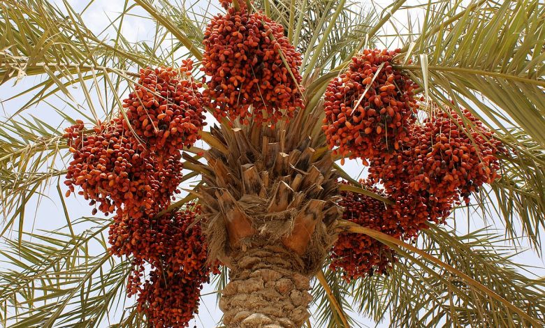 تافيلالت تشهد انطلاقة قوية لموسم التمور مع إنتاج مرتقب يتجاوز 100 ألف طن