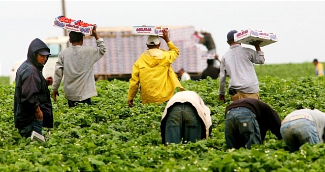 نقص اليد العاملة في قطاع الزراعة بايطاليا يدفع بها نحو المغاربة لسد الخصاص