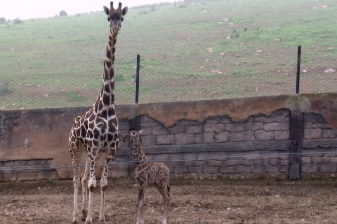المحمدية.. ولادة أول زرافة بالمغرب بحديقة الحيوانات ” Dream Village”