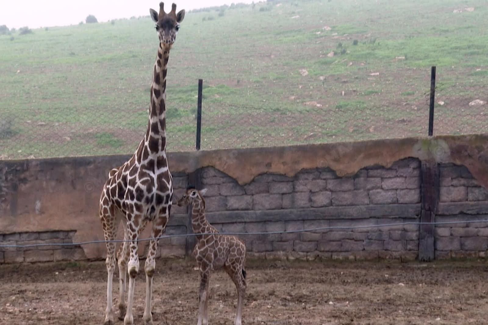 المحمدية.. ولادة أول زرافة بالمغرب بحديقة الحيوانات ” Dream Village”