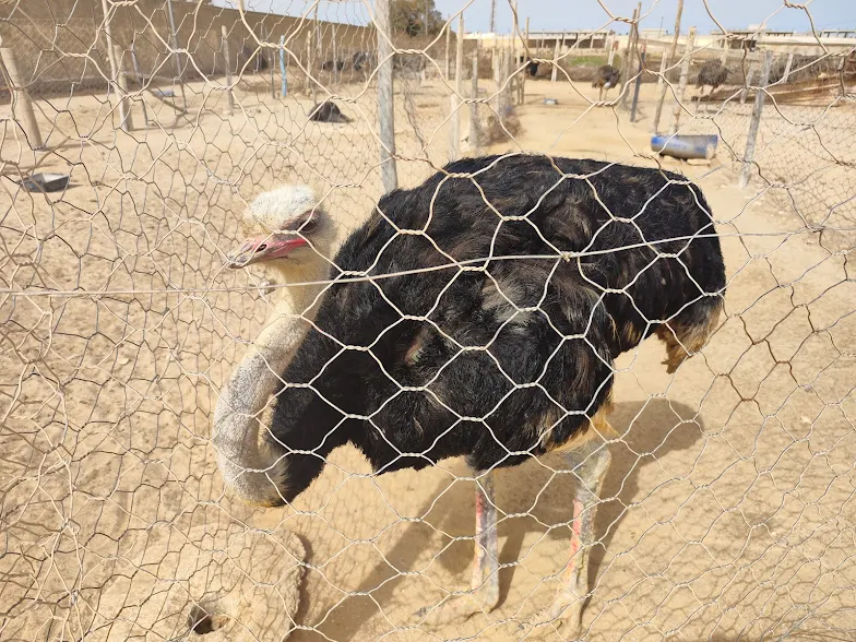تربية النعام بالداخلة: من مشروع فلاحي إلى رافعة للسياحة والاقتصاد المحلي